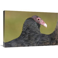 Turkey Vulture, Howell Nature Center, Michigan-Canvas Art-30"x20"