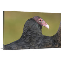 Turkey Vulture, Howell Nature Center, Michigan-Canvas Art-36"x24"