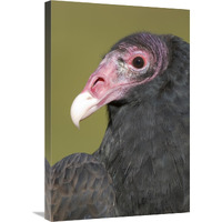 Turkey Vulture, Howell Nature Center, Michigan-Canvas Art-20"x30"