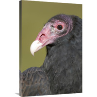 Turkey Vulture, Howell Nature Center, Michigan-Canvas Art-24&quotx36"