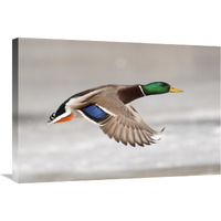 Mallard male flying, Belle Isle Park, Michigan-Canvas Art-30"x20"