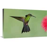 Red-footed Plumeleteer male flying, Costa Rica-Canvas Art-30"x20"