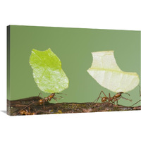 Leafcutter Ant pair carrying leaves, Costa Rica-Canvas Art-36"x24"