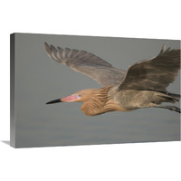 Reddish Egret flying, Fort Desoto Park, Florida-Canvas Art-30&quotx20"