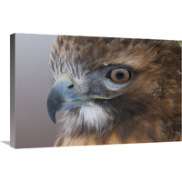 Red-tailed Hawk, Howell Nature Center, Michigan-Canvas Art-30"x20"