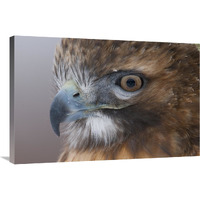 Red-tailed Hawk, Howell Nature Center, Michigan-Canvas Art-36"x24"