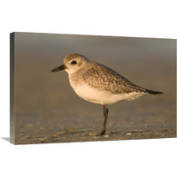 Black-bellied Plover, Fort Desoto Park, Florida-Canvas Art-30"x20"