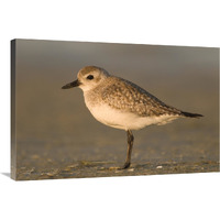 Black-bellied Plover, Fort Desoto Park, Florida-Canvas Art-36"x24"