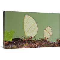 Leafcutter Ant group carrying leaves, Costa Rica-Canvas Art-30"x20"