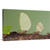 Leafcutter Ant group carrying leaves, Costa Rica-Canvas Art-36"x24"