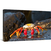 Sally Lightfoot Crab, Galapagos Islands, Ecuador-Canvas Art-30"x20"