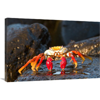 Sally Lightfoot Crab, Galapagos Islands, Ecuador-Canvas Art-36"x24"