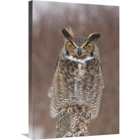 Great Horned Owl, Howell Nature Center, Michigan-Canvas Art-20"x30"