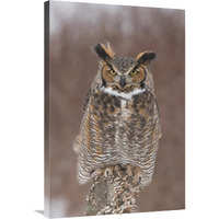 Great Horned Owl, Howell Nature Center, Michigan-Canvas Art-24"x36"