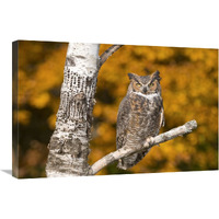 Great Horned Owl, Howell Nature Center, Michigan-Canvas Art-30&quotx20"