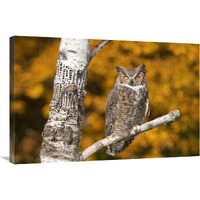 Great Horned Owl, Howell Nature Center, Michigan-Canvas Art-36"x24"