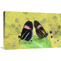 Crimson-patched Longwing butterfly pair, Ecuador-Canvas Art-30"x20"