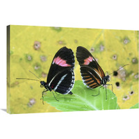 Crimson-patched Longwing butterfly pair, Ecuador-Canvas Art-36&quotx24"