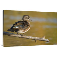 Wood Duck female, North Chagrin Reservation, Ohio-Canvas Art-36"x24"