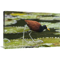 Northern Jacana foraging on lily pads, Costa Rica-Canvas Art-30"x20"