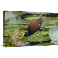 Northern Jacana foraging on lily pads, Costa Rica-Canvas Art-30"x20"