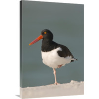 American Oystercatcher, Fort Desoto Park, Florida-Canvas Art-24&quotx36"