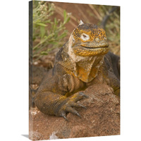 Galapagos Land Iguana, Galapagos Islands, Ecuador-Canvas Art-20"x30"