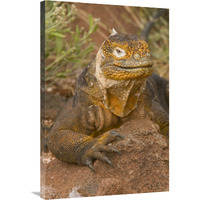 Galapagos Land Iguana, Galapagos Islands, Ecuador-Canvas Art-24"x36"