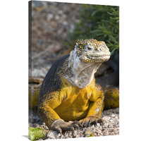 Galapagos Land Iguana, Galapagos Islands, Ecuador-Canvas Art-24"x36"