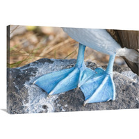 Blue-footed Booby feet, Galapagos Islands, Ecuador-Canvas Art-36"x24"