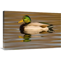 Mallard swimming, Kellogg Bird Sanctuary, Michigan-Canvas Art-36"x24"