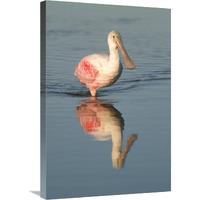 Roseate Spoonbill wading, Fort Myers Beach, Florida-Canvas Art-20"x30"