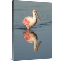 Roseate Spoonbill wading, Fort Myers Beach, Florida-Canvas Art-24"x36"