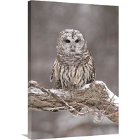 Barred Owl in winter, Howell Nature Center, Michigan-Canvas Art-24"x36"