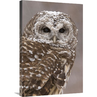 Barred Owl in winter, Howell Nature Center, Michigan-Canvas Art-20"x30"