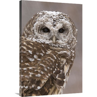 Barred Owl in winter, Howell Nature Center, Michigan-Canvas Art-24&quotx36"