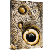 Atreus Owl butterfly wing with false eyespot, Ecuador-Canvas Art-20"x30"