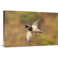 Mallard male flying, Kellogg Bird Sanctuary, Michigan-Canvas Art-30"x20"