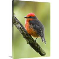 Vermilion Flycatcher male, Galapagos Islands, Ecuador-Canvas Art-20"x30"