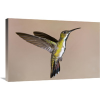 Veraguan Mango hummmingbird female flying, Costa Rica-Canvas Art-30"x20"