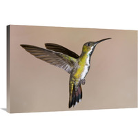 Veraguan Mango hummmingbird female flying, Costa Rica-Canvas Art-36"x24"