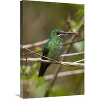 Green-crowned Brilliant hummingbird female, Costa Rica-Canvas Art-20"x30"