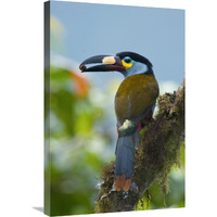 Plate-billed Mountain-Toucan feeding on fruit, Ecuador-Canvas Art-20"x30"