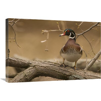 Wood Duck male, Kensington Metropark, Milford, Michigan-Canvas Art-30"x20"