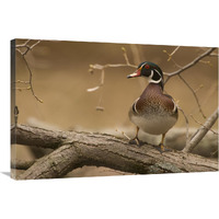 Wood Duck male, Kensington Metropark, Milford, Michigan-Canvas Art-36&quotx24"