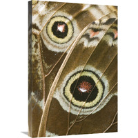 Blue Morpho butterfly wing with false eyespots, Ecuador-Canvas Art-20"x30"