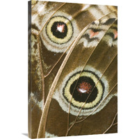 Blue Morpho butterfly wing with false eyespots, Ecuador-Canvas Art-24"x36"