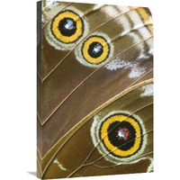 Blue Morpho butterfly wing with false eyespots, Ecuador-Canvas Art-20"x30"