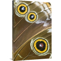 Blue Morpho butterfly wing with false eyespots, Ecuador-Canvas Art-24"x36"