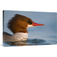 Common Merganser female swimming, Saginaw Bay, Michigan-Canvas Art-36&quotx24"